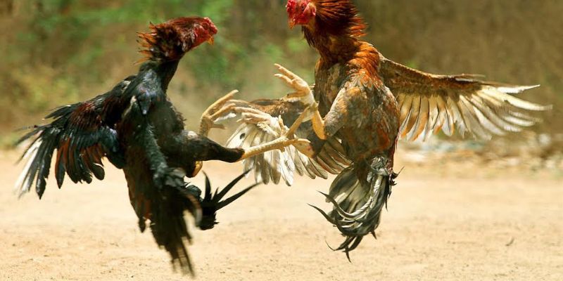 Các cửa cược phổ biến tại trường gà Thomo