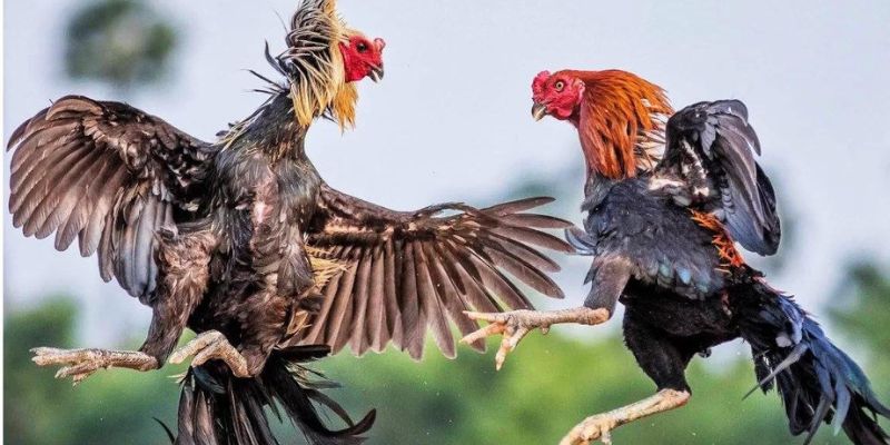 Quy luật chơi đá gà đòn Thomo bạn cần nhớ kỹ