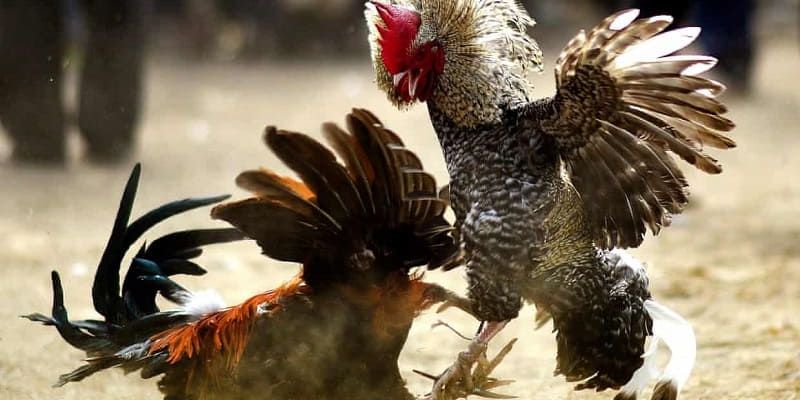 Quy trình tham gia các trận đá gà đòn Thomo chuẩn nhất