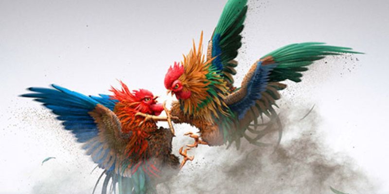 Tỷ lệ trả thưởng tốt cho hình thức đá gà đòn Thomo