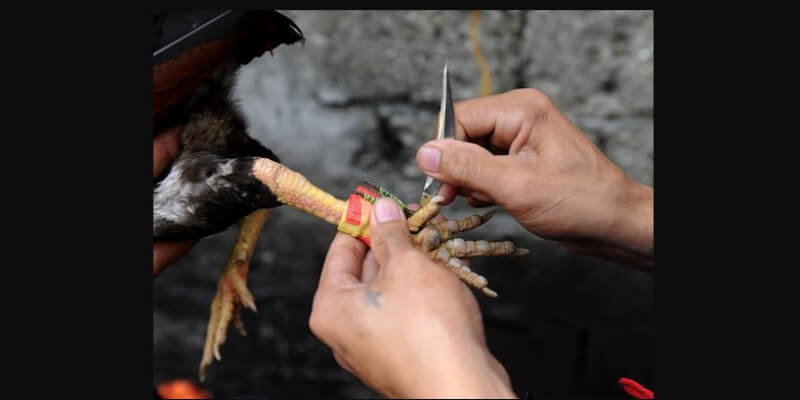 Cựa dao vô cùng sắc bén