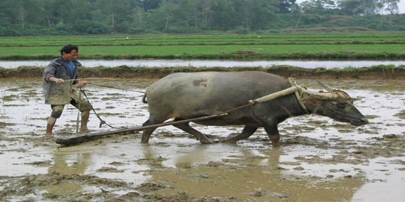 Ngủ mơ thấy trâu đi cày là điềm báo cần cù