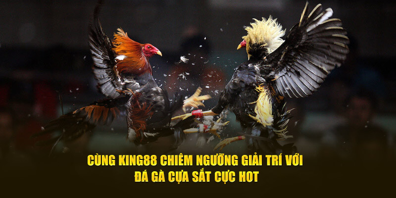 Cách chiêm ngưỡng đá gà giải trí tại King88