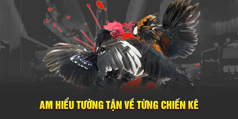 Người chơi phải am hiểu về chiến kê