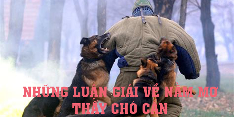 Cùng King88 khám phá những luận giải về nằm mơ thấy chó cắn