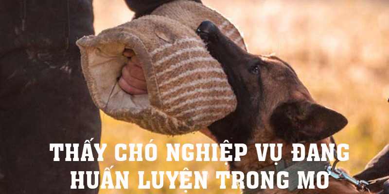 Trân quý khi nằm mơ thấy chó nghiệp vụ đang tập cắn