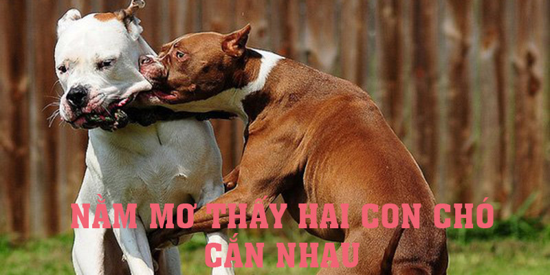 Điềm báo khi mơ thấy hai chú chó cắn nhau là gì?