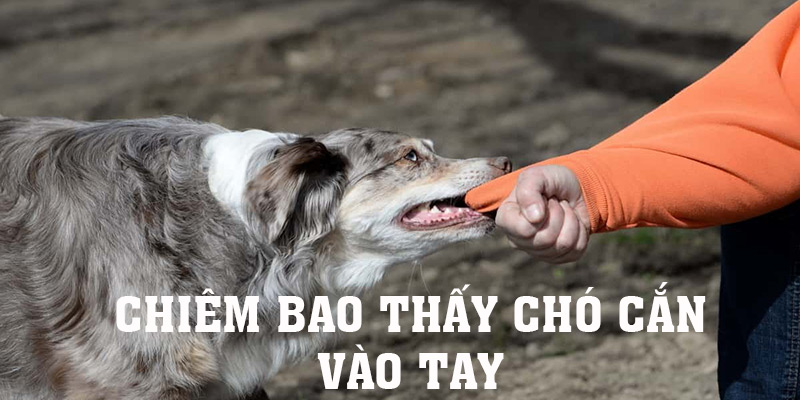 Nằm mơ thấy chó cắn vào tay là điềm hung