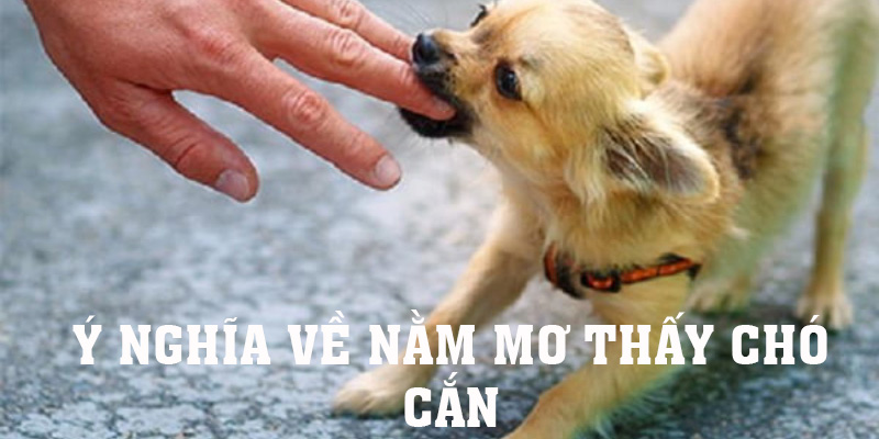 Khám phá ý nghĩa khi nằm mơ thấy chó cắn cực thú vị